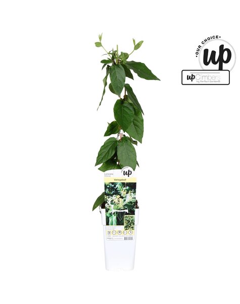 Lonicera similis Delavayi P15