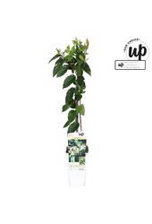 Lonicera similis Delavayi P15