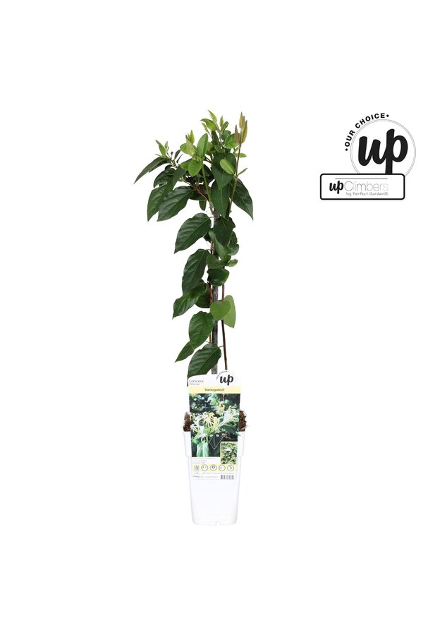 Lonicera similis Delavayi P15