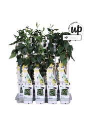 Lonicera similis Delavayi P15