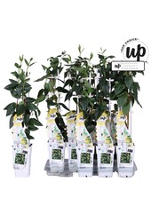 Lonicera similis Delavayi P15