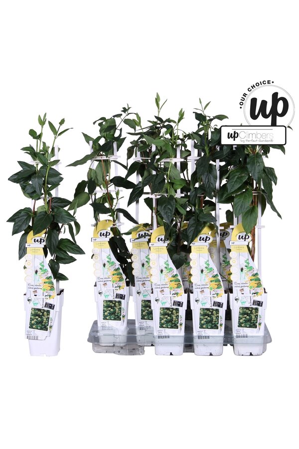 Lonicera similis Delavayi P15