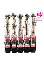 Lonicera japonica Red World P15