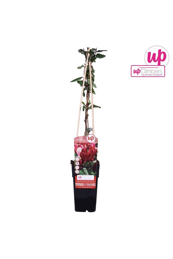 Lonicera japonica Red World P15