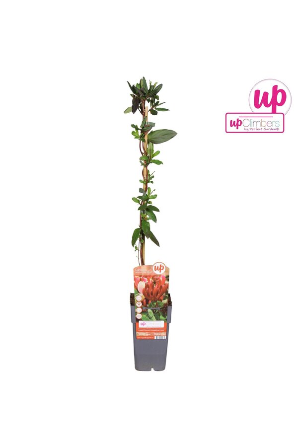 Lonicera japonica Red World P15