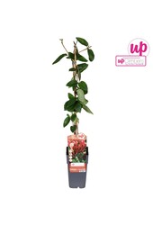 Lonicera japonica Red World P15
