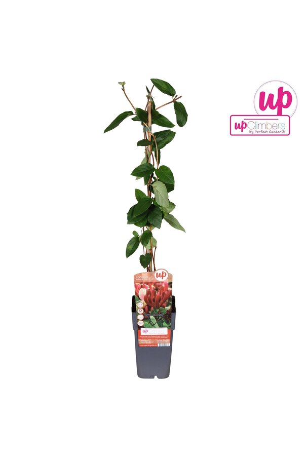 Lonicera japonica Red World P15