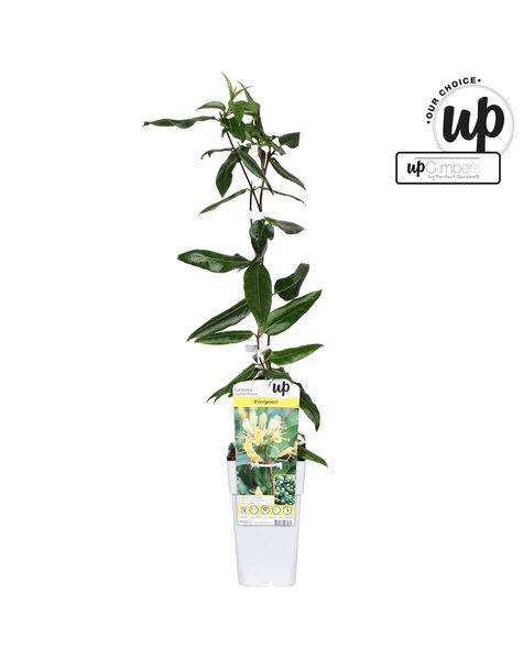 Lonicera henryi Copper Beauty P15