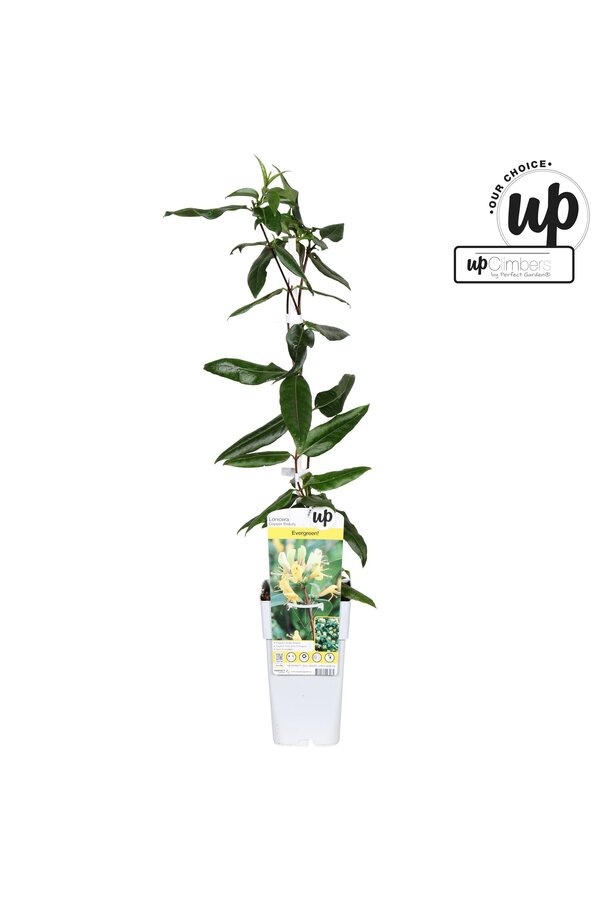 Lonicera henryi Copper Beauty P15