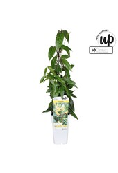 Lonicera henryi Copper Beauty P15