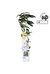 Lonicera henryi Copper Beauty P15