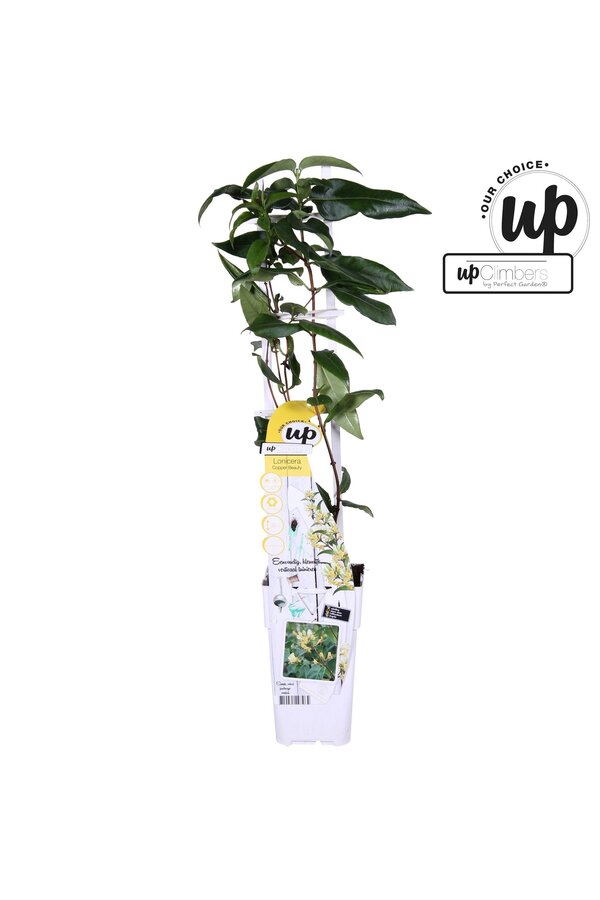 Lonicera henryi Copper Beauty P15