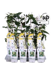 Lonicera henryi Copper Beauty P15