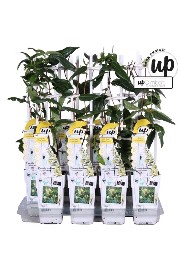 Lonicera henryi Copper Beauty P15