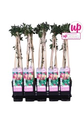 Lonicera heckrottii Goldflame P15