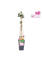 Lonicera heckrottii Goldflame P15