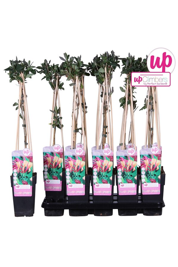 Lonicera heckrottii Goldflame P15