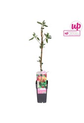 Lonicera heckrottii Goldflame P15