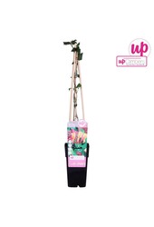 Lonicera heckrottii Goldflame P15