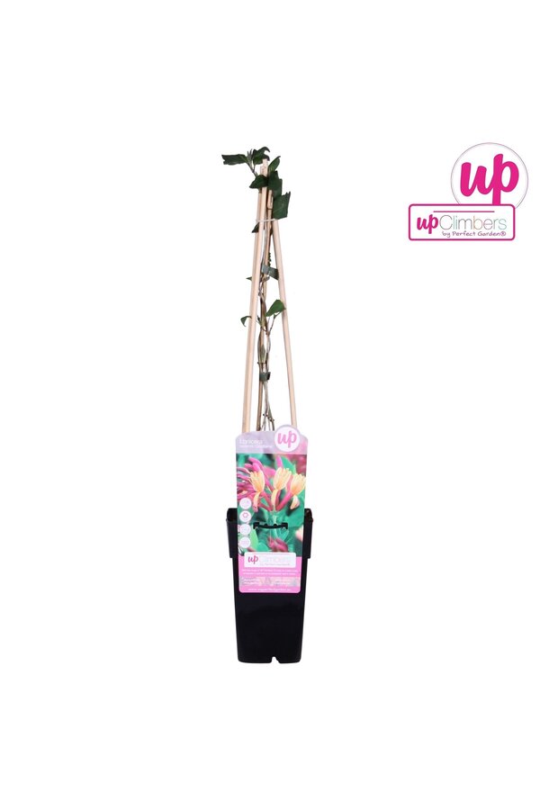 Lonicera heckrottii Goldflame P15