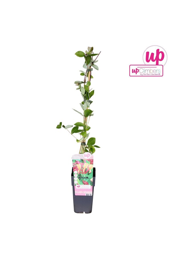 Lonicera heckrottii Goldflame P15