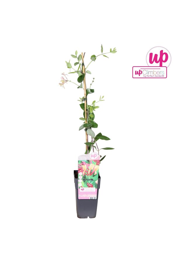 Lonicera heckrottii Goldflame P15