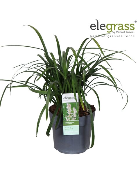 Liriope muscari Monroe White P19