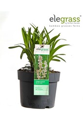 Liriope muscari Monroe White P19