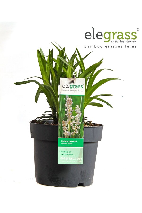 Liriope muscari Monroe White P19