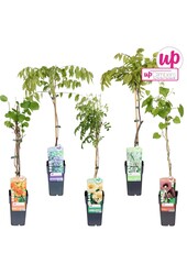 Klimplanten mix tray exclusief P15