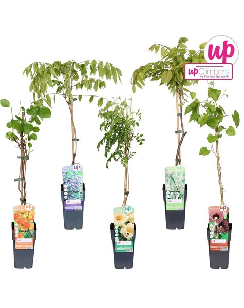 Klimplanten mix tray exclusief P15