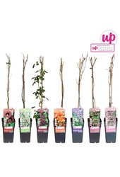 Klimplanten mix tray exclusief P15