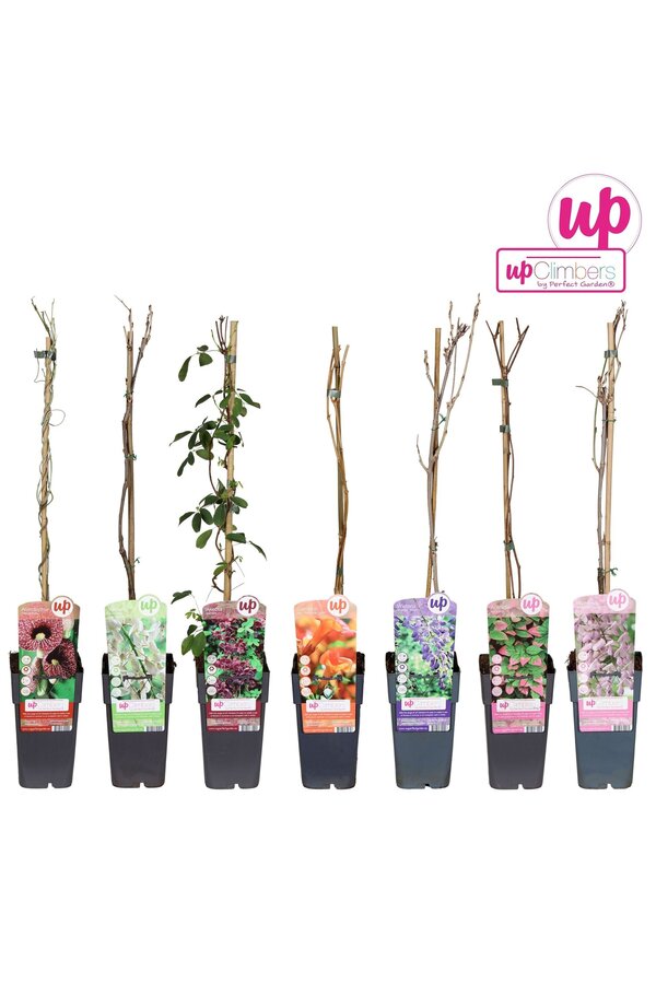 Klimplanten mix tray exclusief P15