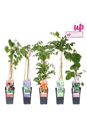 Klimplanten mix tray exclusief P15