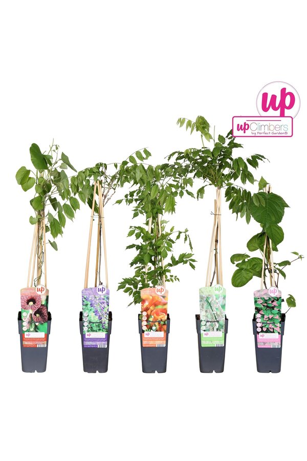 Klimplanten mix tray exclusief P15