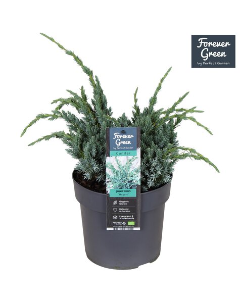 Juniperus squamata Meyeri P19