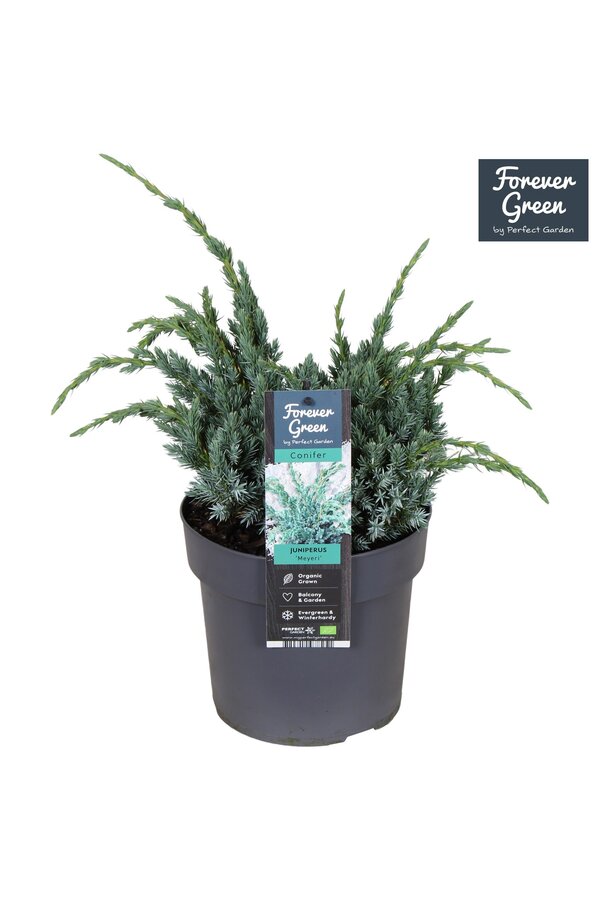 Juniperus squamata Meyeri P19