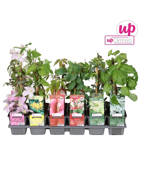 Klimplanten mix tray budget P9