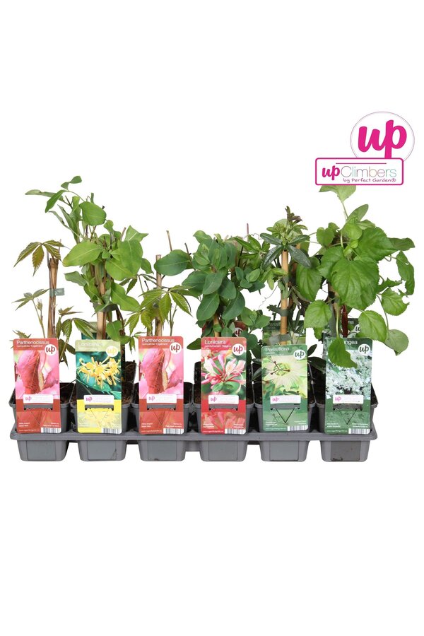 Klimplanten mix tray budget P9