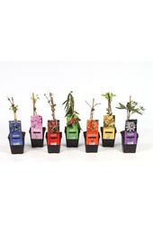 Klimplanten mix tray budget P9