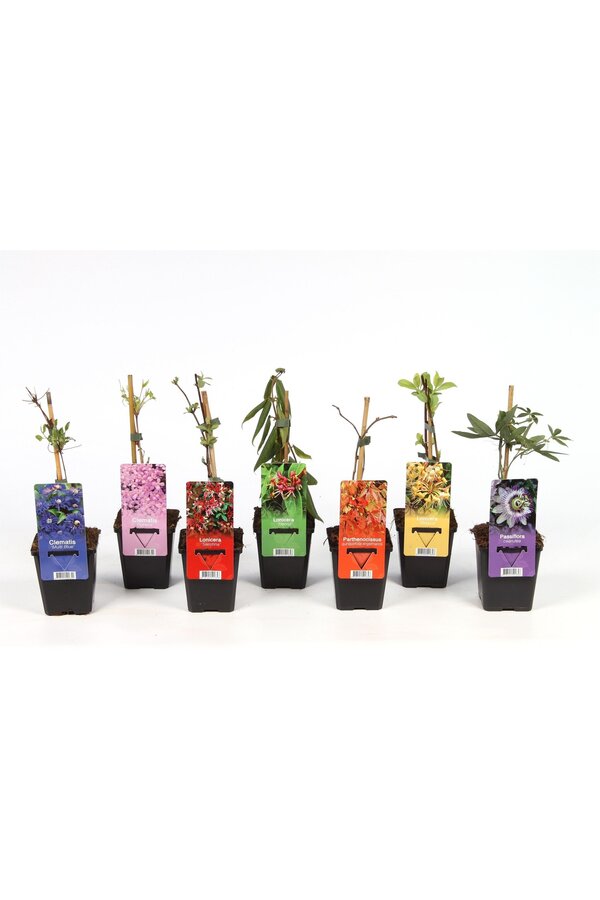 Klimplanten mix tray budget P9