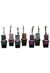 Klimplanten mix tray budget P9