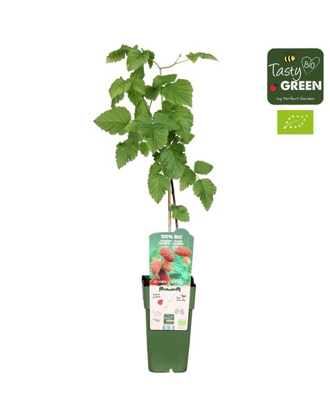 Rubus Tayberry Bio P15