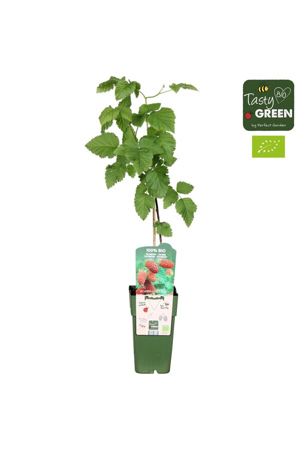 Rubus Tayberry Bio P15