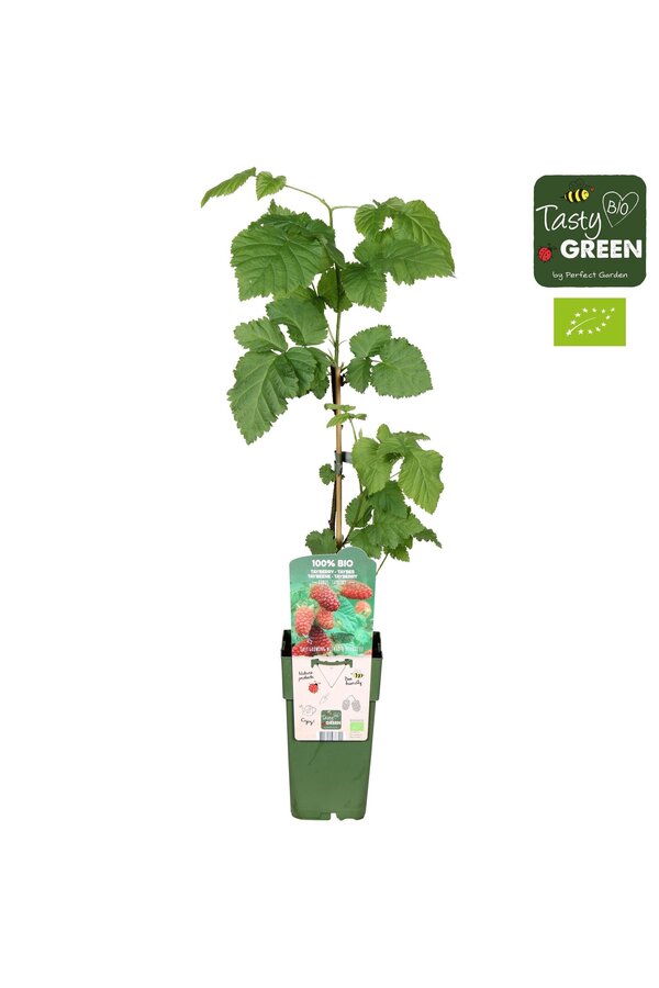 Rubus Tayberry Bio P15