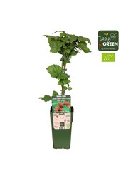 Rubus Tayberry Bio P15