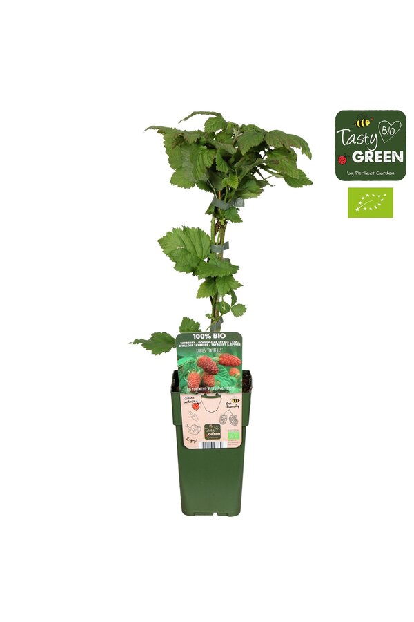 Rubus Tayberry Bio P15