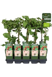 Rubus Tayberry Bio P15
