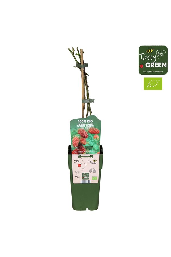 Rubus Tayberry Bio P15