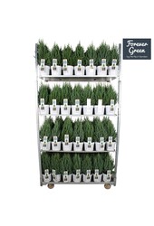 Juniperus chinensis Stricta P19 - Bio